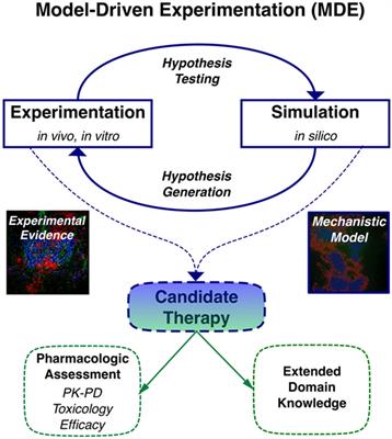 Model-Driven Experimentation: A New Approach to Understand Mechanisms of Tertiary Lymphoid Tissue Formation, Function, and Therapeutic Resolution